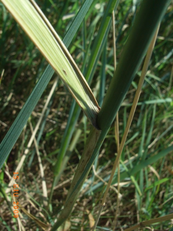 lungo il canale - Agropyron repens